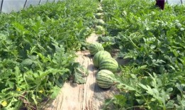 金乡最新大瓜爆料新闻,揭秘惊人内幕，震惊全城！