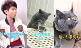 猫哥爆料完整视频,完整视频内容深度解析