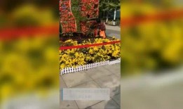 爆料古树女王在线观看视频