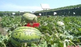 金乡最新大瓜爆料新闻,揭秘惊人内幕，震惊全城！