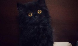 猫哥爆料完整视频,完整视频内容深度解析