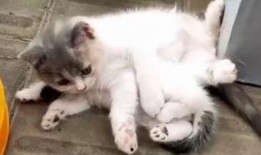 猫哥爆料完整视频,完整视频内容深度解析