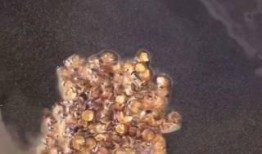 麻辣八爪鱼爆料视频播放,视频播放背后的惊人真相