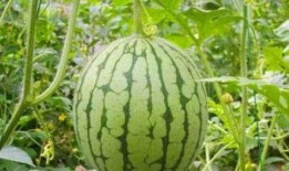 网红吃瓜猛料黄料腿环,吃瓜猛料背后的黄料腿环风云