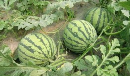 爆料西瓜嫁接方法视频大全,轻松掌握嫁接秘籍