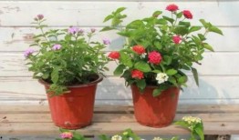 最近丸子爆料事件视频,揭秘娱乐圈背后真相