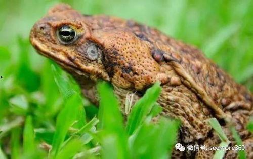 娱乐吃瓜大蛤蟆